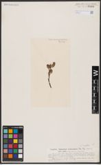 Foto von Salix aurita L.